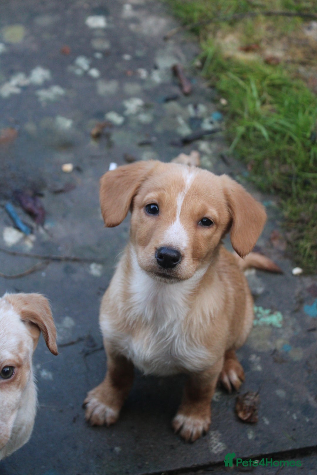 Mixed Breed dogs for sale: Cocker x Kelpie Puppies - Advert 5
