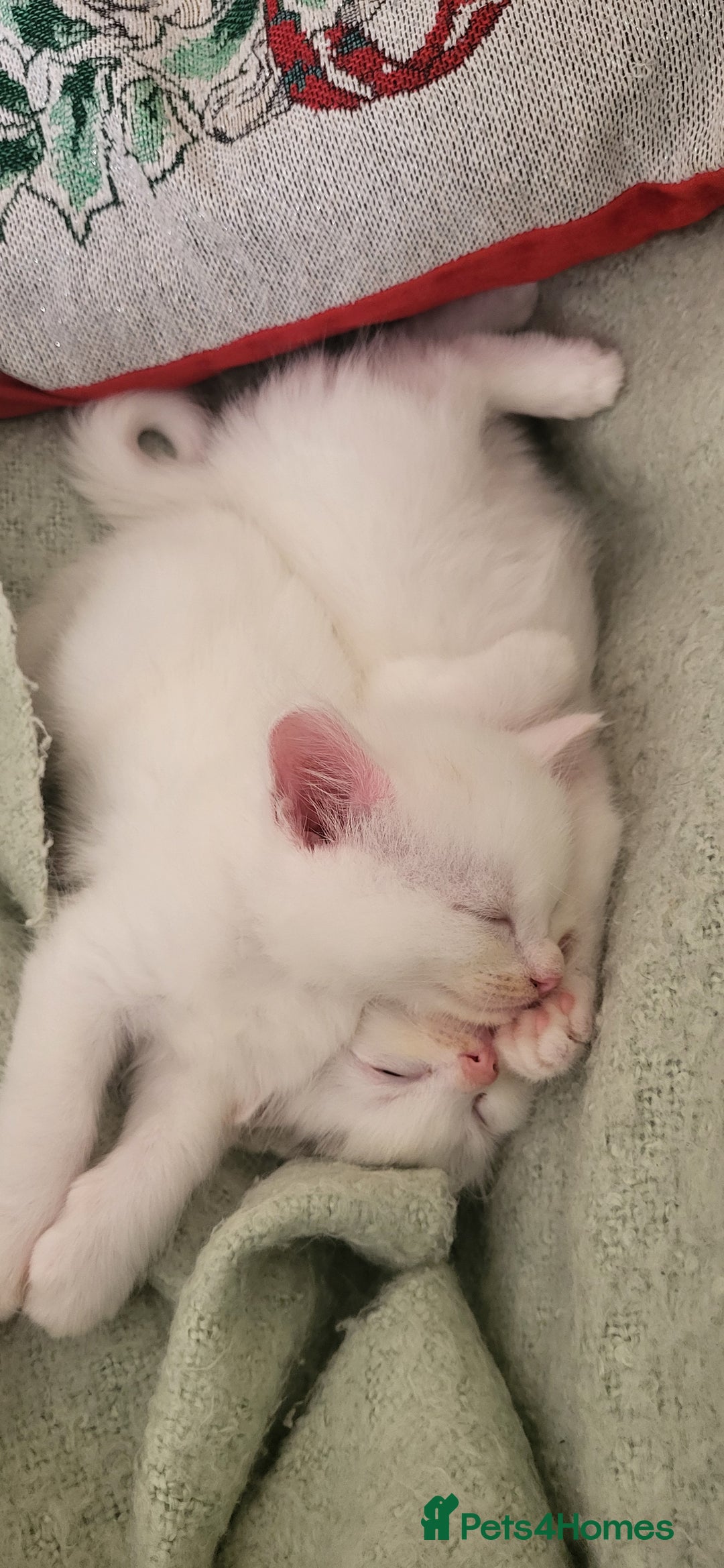 Norwegian Forest Cat cats for sale: Norwegian forest with Turkish Angora - Image 27