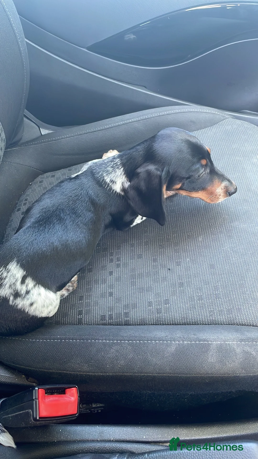 Miniature Dachshund dogs for sale: Rehoming 1 year old daschund  in Kidderminster - Advert 2