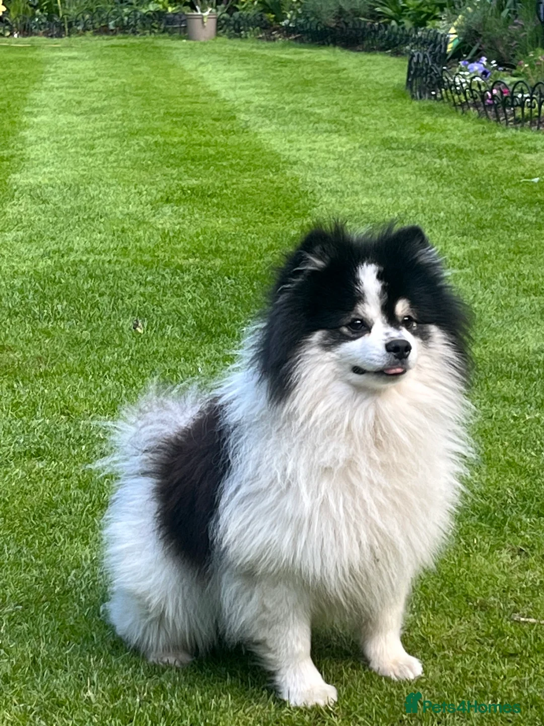 German Spitz dogs for stud: German spitz klein for stud in Woking - Advert 9