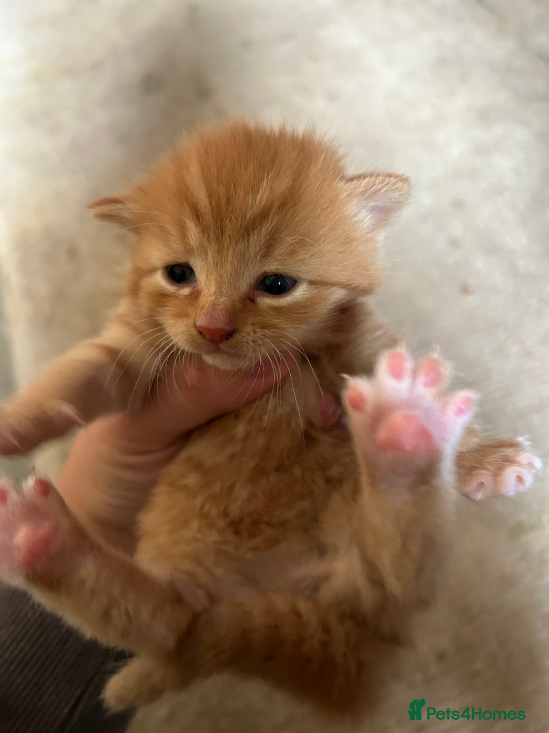 Mixed Breed cats for sale: 5 kittens for sale  - Image 8