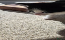 Mixed Breed cats for sale: Adorable Black & White Kittens - Image 21