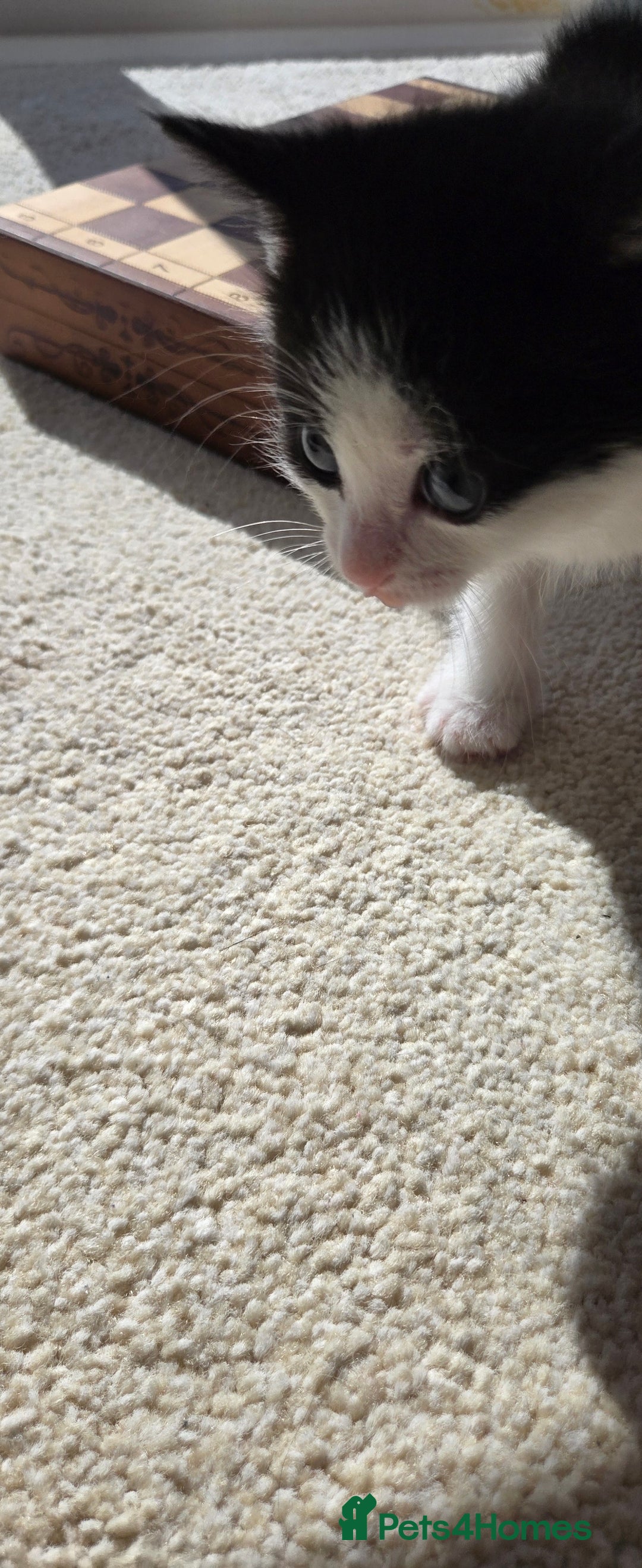 Mixed Breed cats for sale: Adorable Black & White Kittens - Image 21