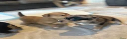 Mixed Breed dogs for sale: Staffy x husky puppies READY TO LEAVE - Advert 19