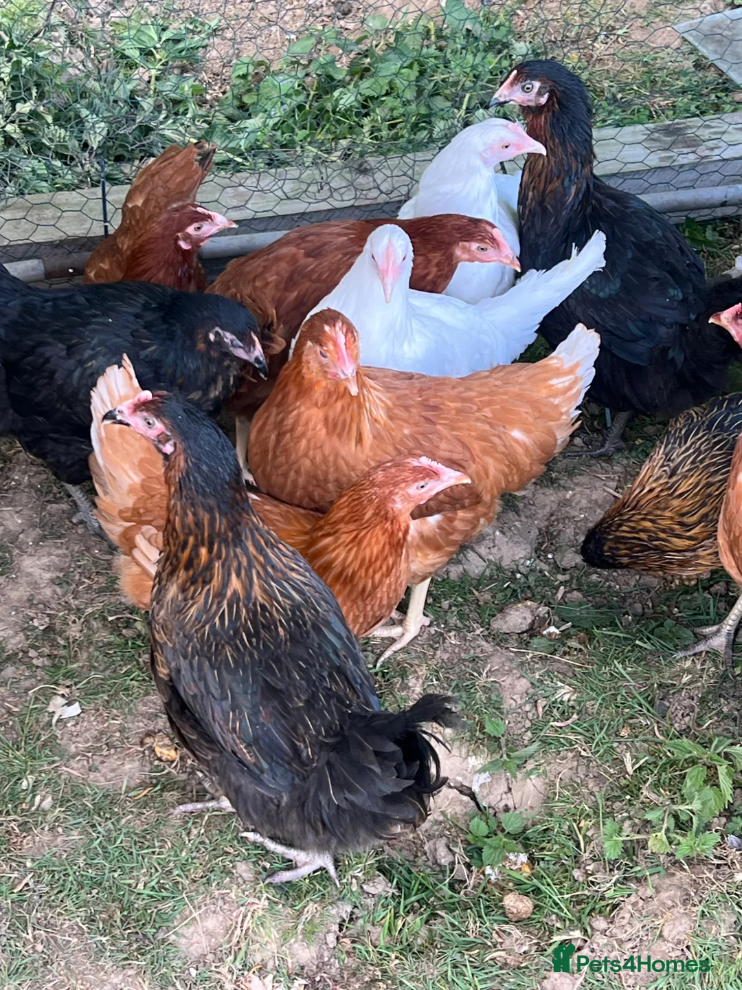 Chickens poultry for sale: 17 weeks old point of lay hens for sale  in London - Advert 2