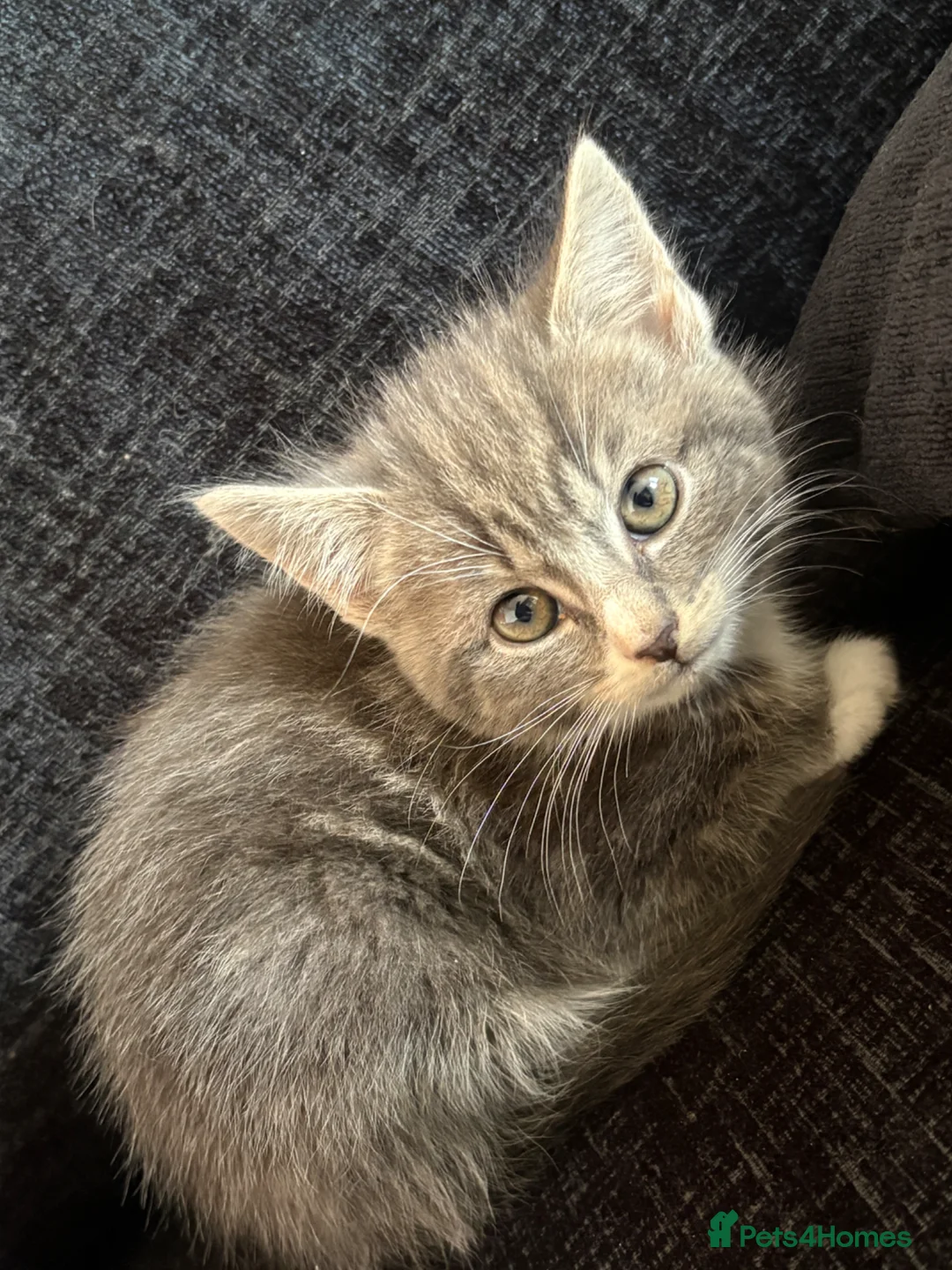 Mixed Breed cats for sale: Mixed breed - Advert 4