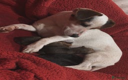 Mixed Breed dogs for sale: 1/4 pomerainian 3/4 jack Russel  - Image 7