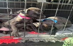 Patterdale Terrier dogs for sale: Pretty Patterdale Puppies  - Image 12
