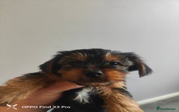 Yorkshire Terrier dogs for sale: Yorkshire terrier puppies  - Advert 6