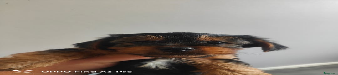 Yorkshire Terrier Puppy 2