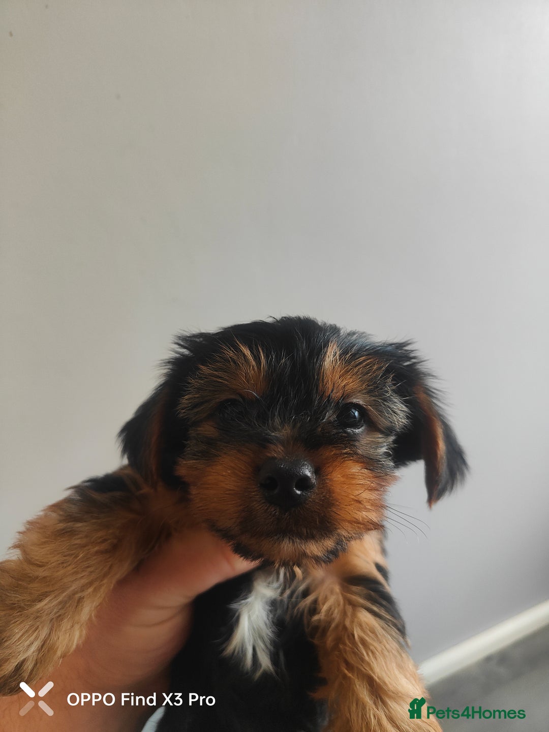 Yorkshire Terrier dogs for sale: Yorkshire terrier puppies  - Advert 6