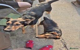 Mixed Breed dogs for adoption: 💙🐶 STAS 🐶💙 - Image 18