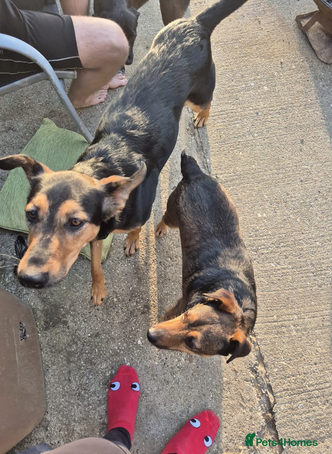 Mixed Breed dogs for adoption: 💙🐶 STAS 🐶💙 - Image 18