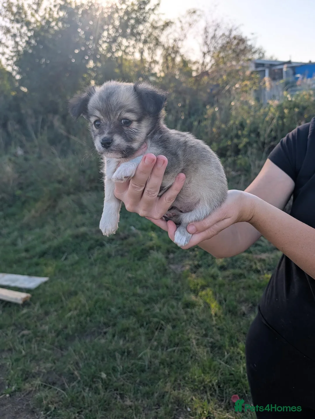 Mixed Breed dogs for sale: Westie cross pom in Grays - Advert 2