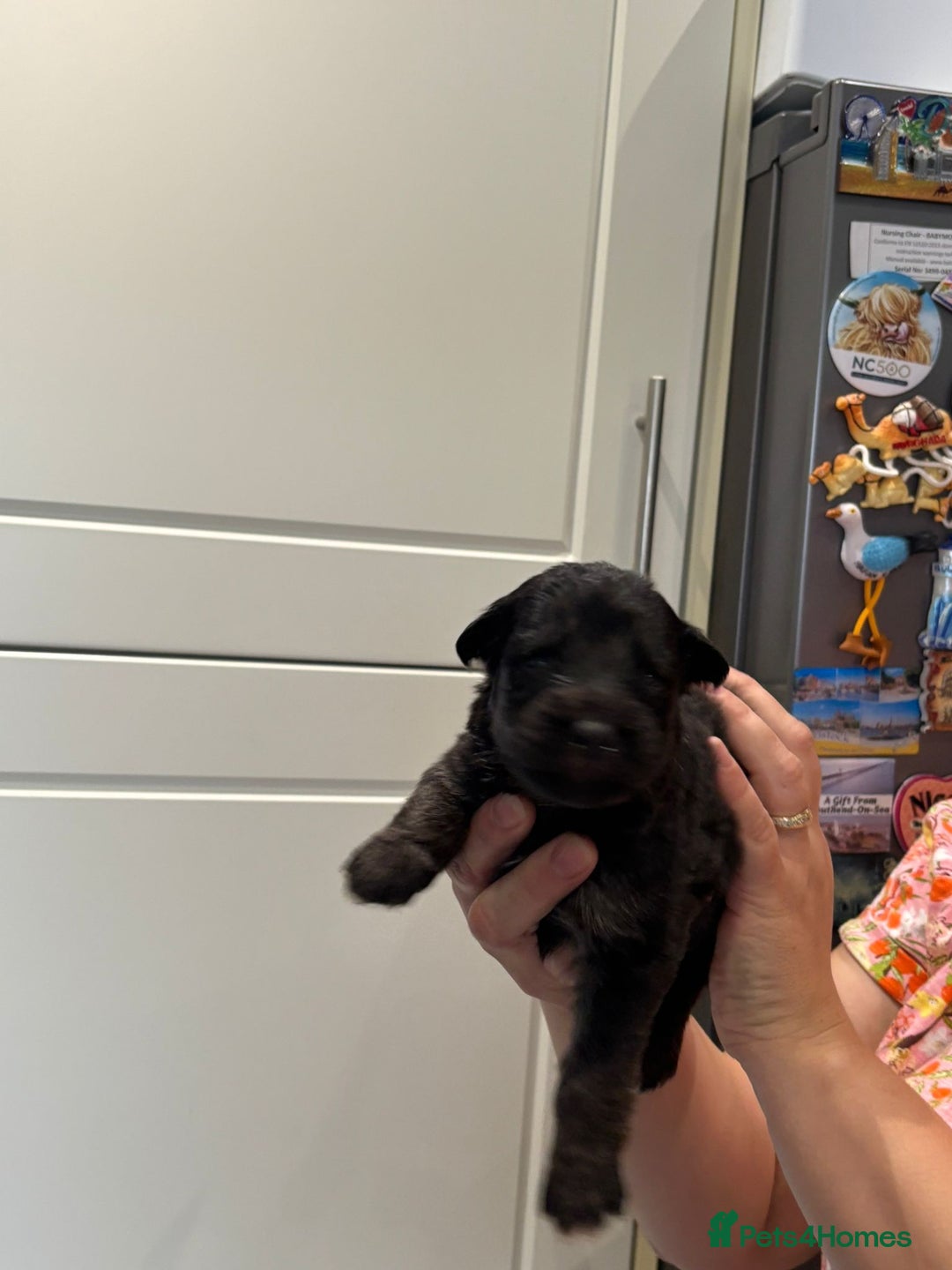 German Shepherd dogs for sale: 11 Cute German Shepherds!  - Image 26