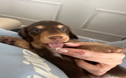 Miniature Dachshund dogs for sale: Exceptional quality long haired mini dachshunds - Image 19