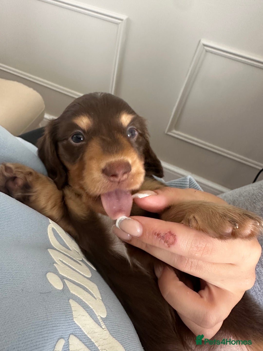 Miniature Dachshund dogs for sale: Exceptional quality long haired mini dachshunds - Image 19