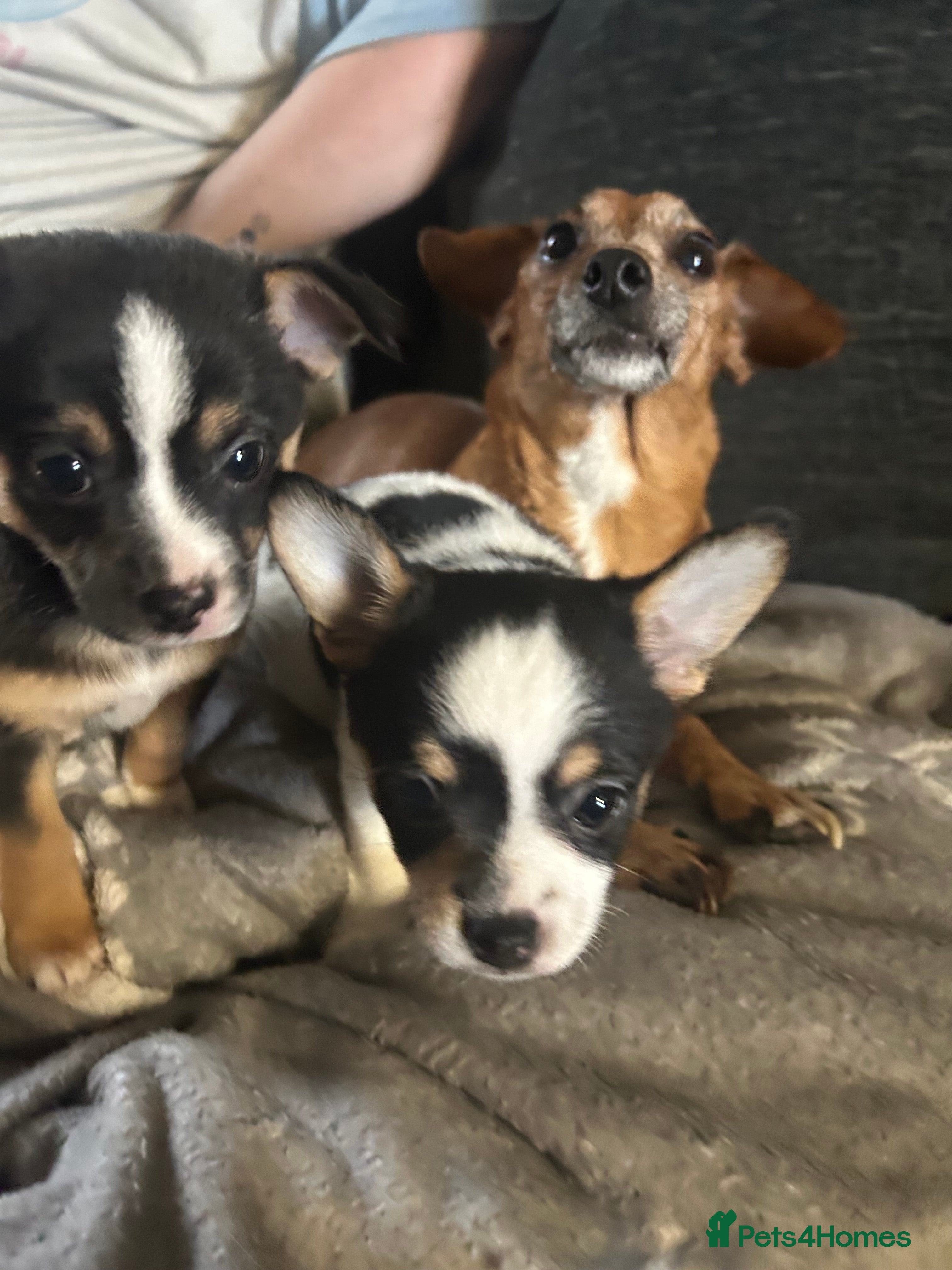 Mixed Breed dogs 2 beautiful female pups - Advert 13