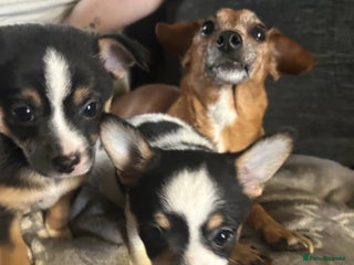 Mixed Breed dogs 2 beautiful female pups - Advert 3