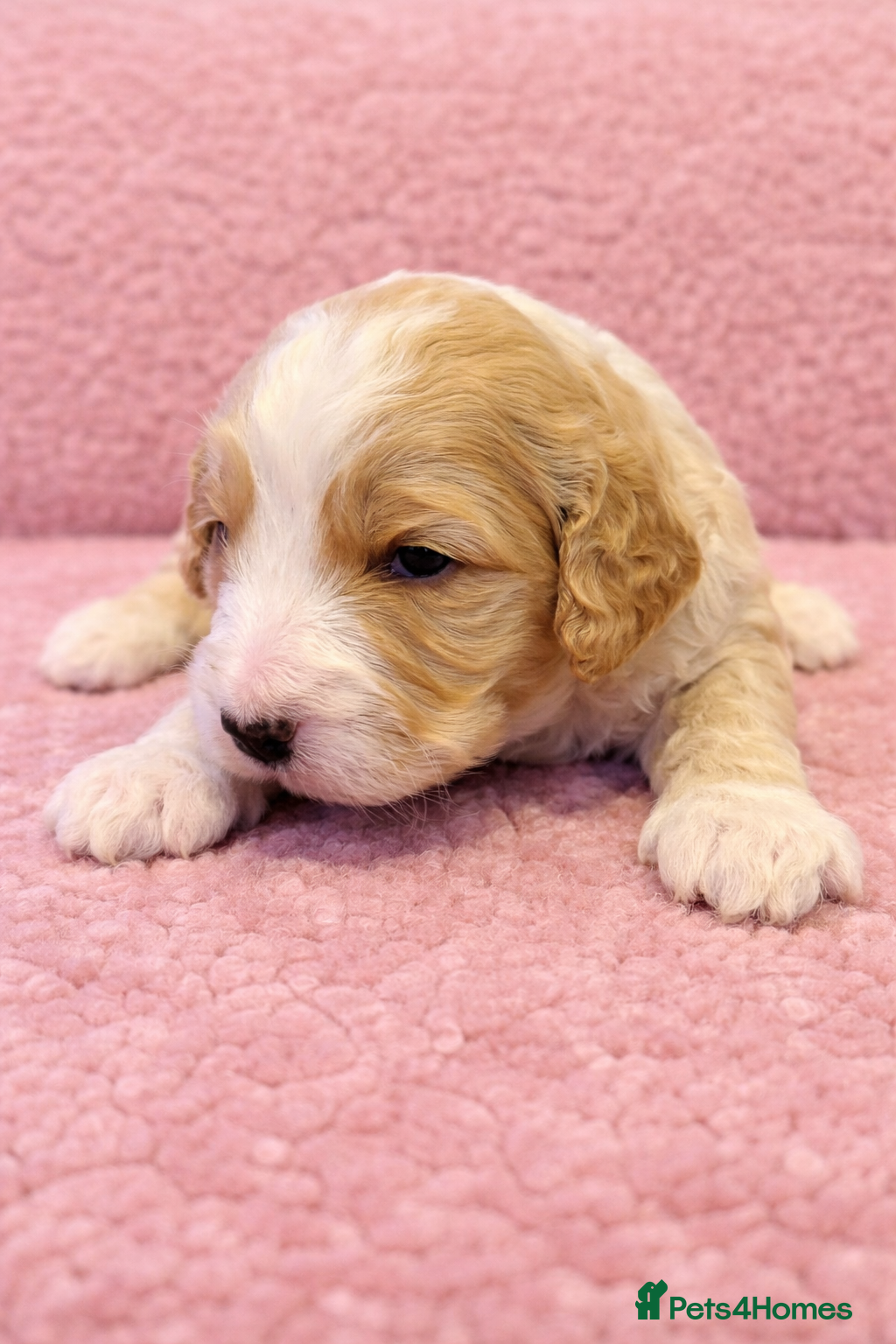 Australian Labradoodle dogs AUSTRALIAN LABRADOODLE  - Advert 2