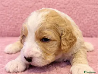 Australian Labradoodle dogs AUSTRALIAN LABRADOODLE - Advert 2