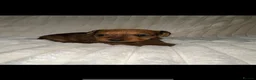 Lakeland Terrier dogs for sale: Lakeland Terrier Puppies Ready W/C 2nd November - Advert 12