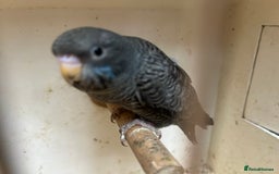 Budgerigars birds for sale: Budgies for sale, black wings, all in good health  - Image 14