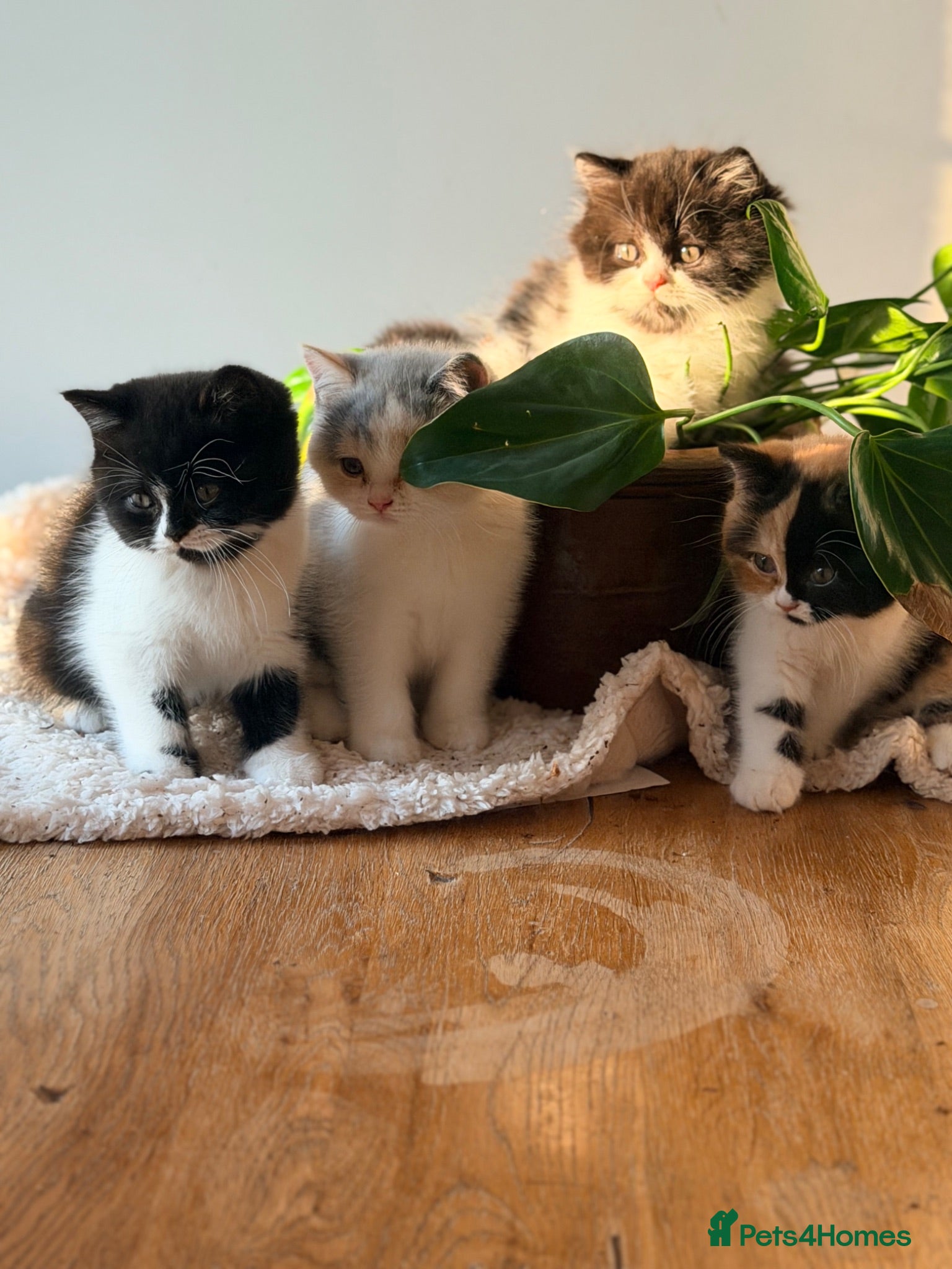 British Shorthair cats Amazing mix of colours from my pet Poppet - Advert 1
