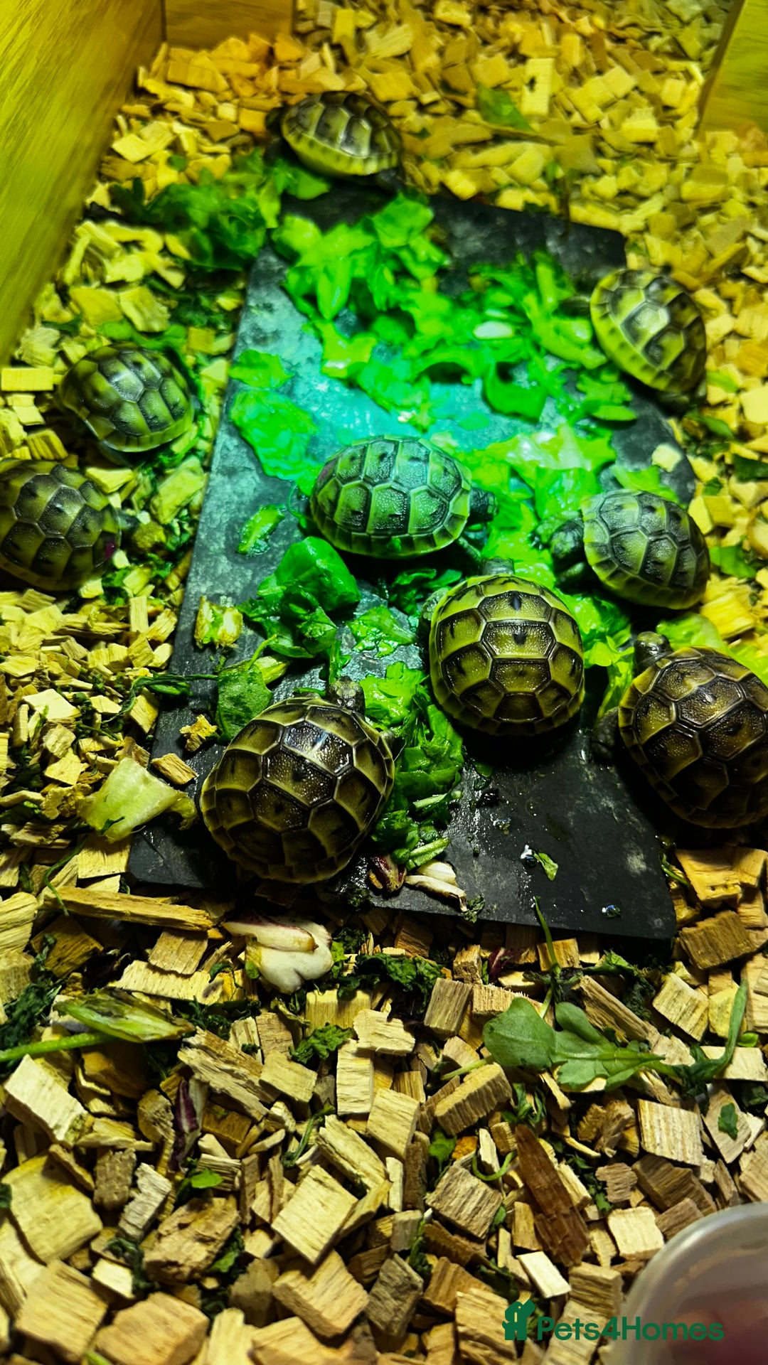 Tortoise reptiles for sale: Baby Spur thigh tortoises  - Image 7