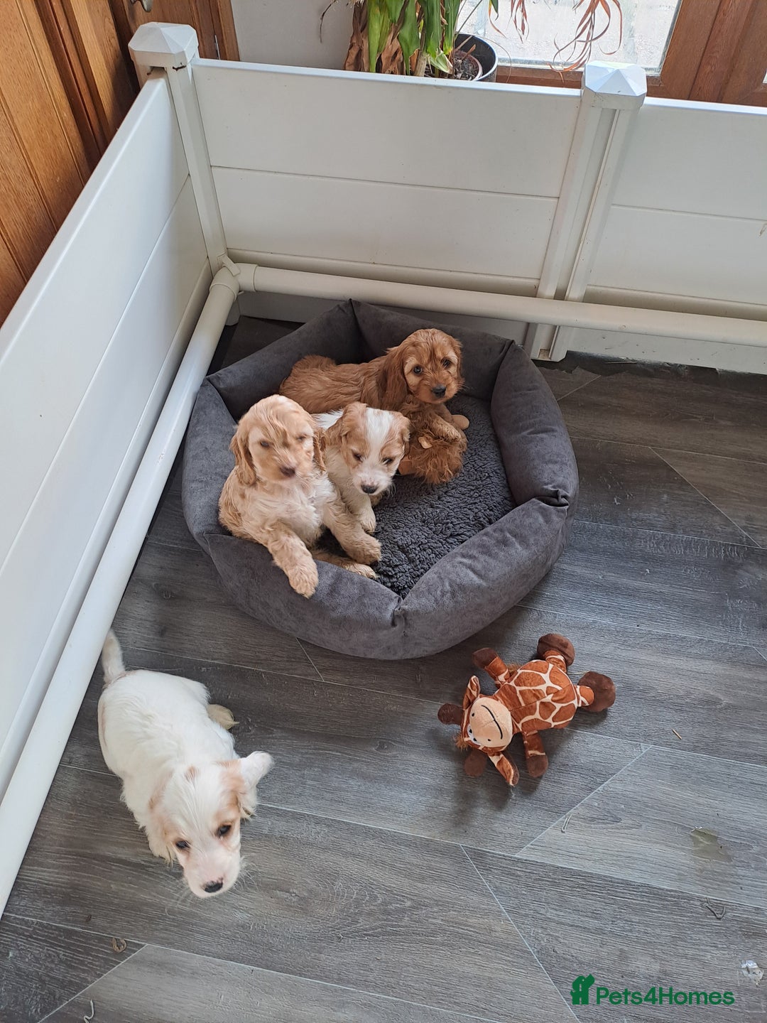 Cockapoo dogs for sale: Cockapoo puppies - Image 2