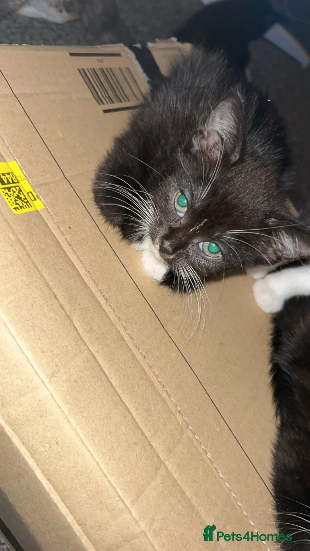 Mixed Breed cats for sale: Cute kittens available for their new forever homes - Advert 12