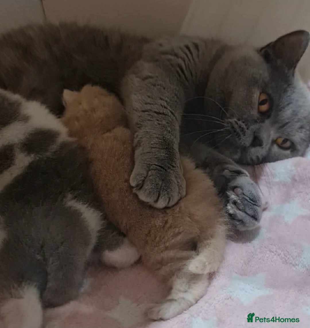 British Shorthair cats for sale: CHAMPION SIRED GCCF REG BLUE PEDIGREE BSH KITTEN  - Advert 6