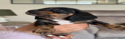Miniature Dachshund dogs for sale: Miniature dachshund - Advert 4