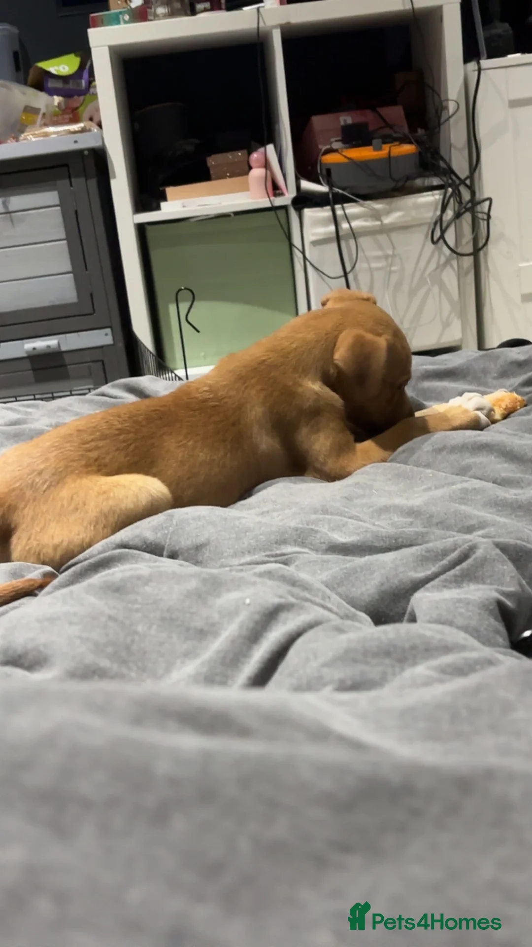 Mixed Breed dogs for sale: Poppy Rottweiler x staffy  - Advert 6