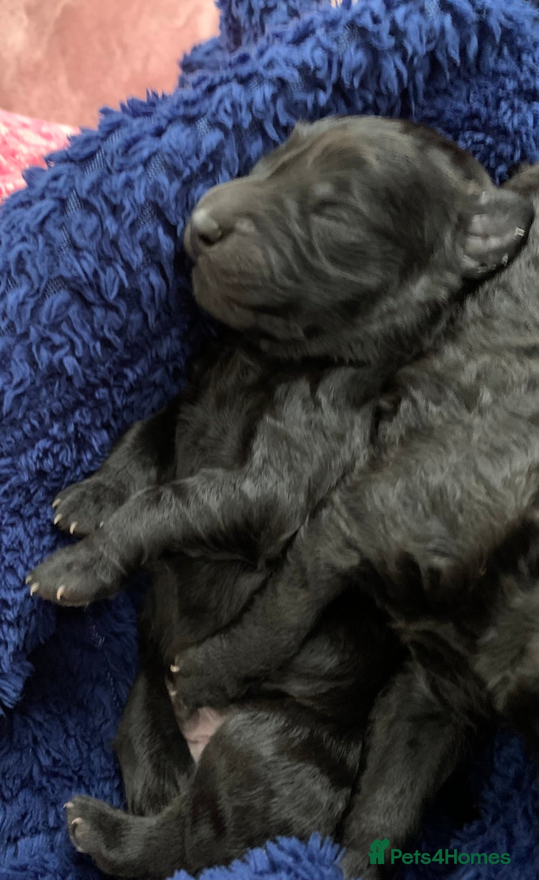 Labradoodle dogs for sale: Adorable Home-Raised F2B Labradoodle Puppies - Advert 17