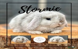 Mini Lop rabbits for sale: Mini lop bunnies looking for forever homes - Image 2
