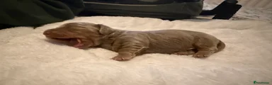 Miniature long haired dachshund - Teddy🧸