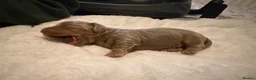 Miniature Dachshund dogs for sale: Long haired miniature dachshund x3 male - Advert 11