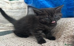 Domestic Shorthair cats for sale: GORGEOUS FLUFFY DARK TABBY KITTENS - Image 3