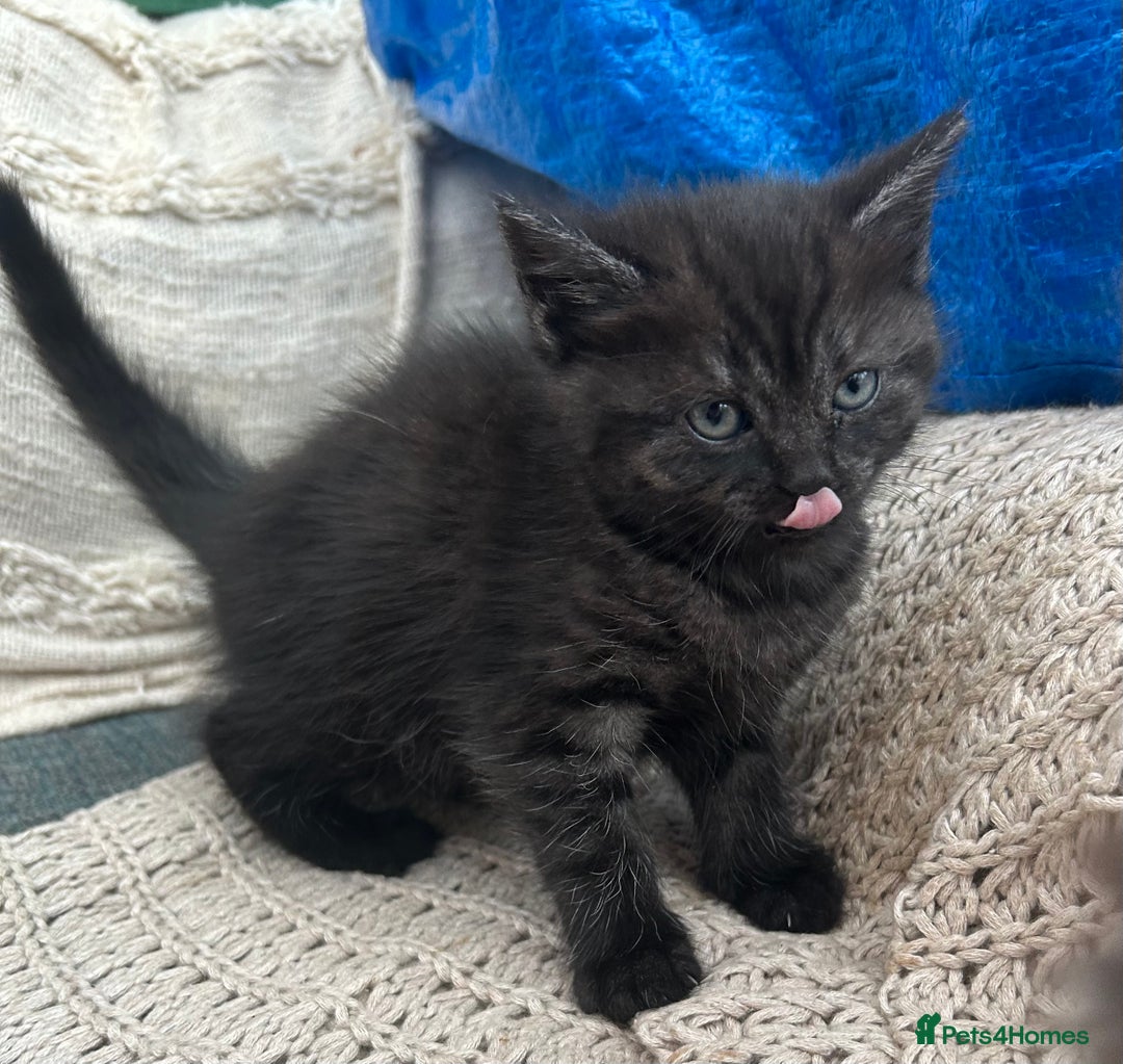 Domestic Shorthair cats for sale: GORGEOUS FLUFFY DARK TABBY KITTENS - Image 3