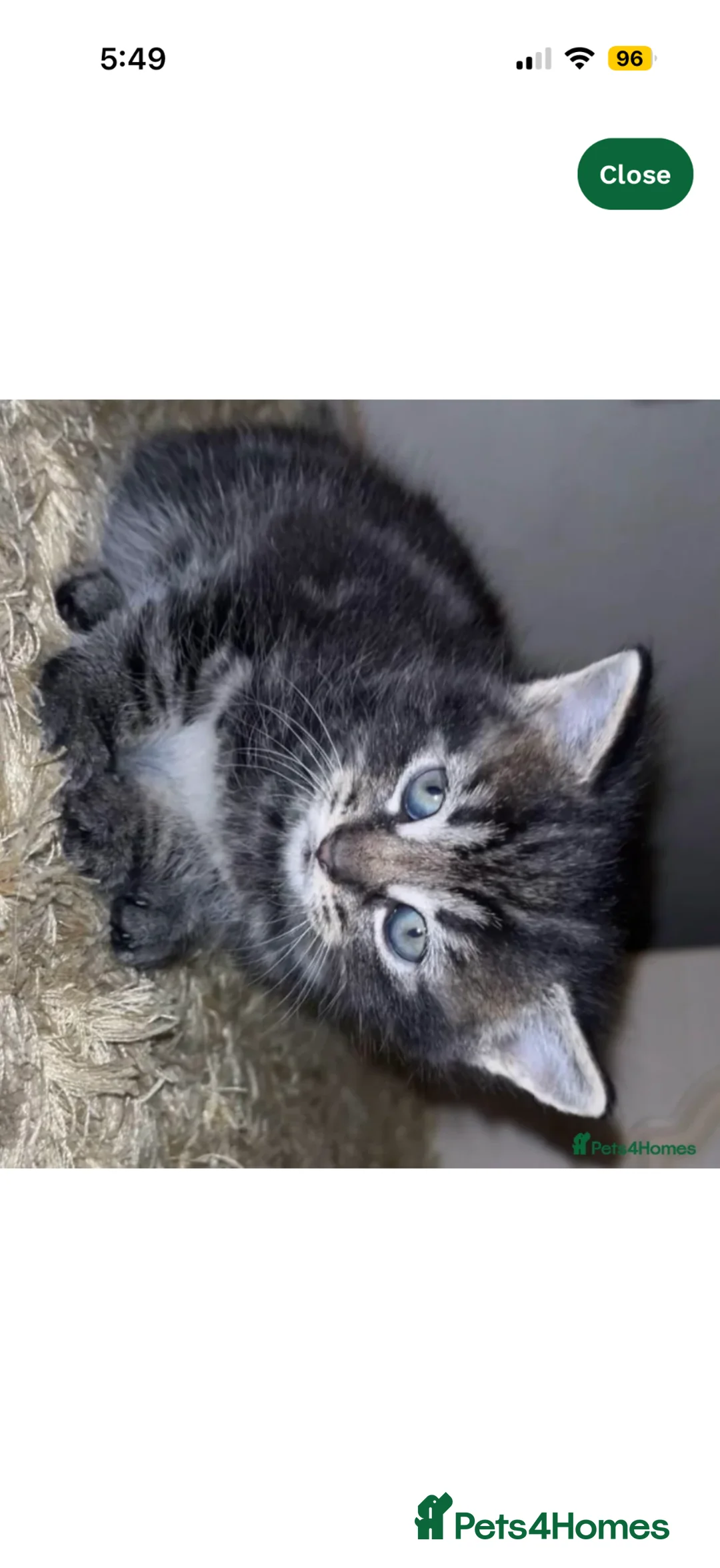 Mixed Breed cats for sale: Beautiful Male Kitten  - Advert 2