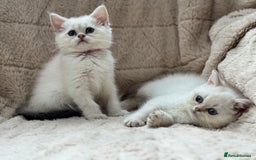 British Shorthair cats for sale: Champion sired Golden Colourpoint Kittens  - Image 10