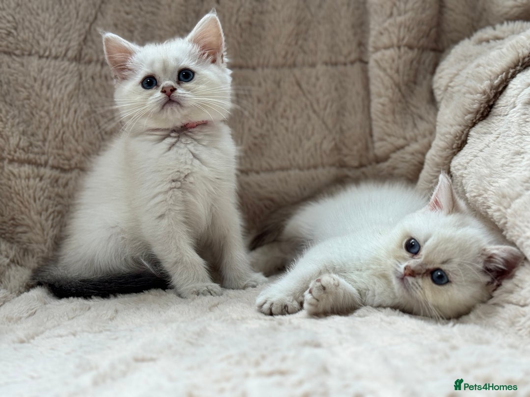 British Shorthair cats for sale: Champion sired Golden Colourpoint Kittens  - Image 10