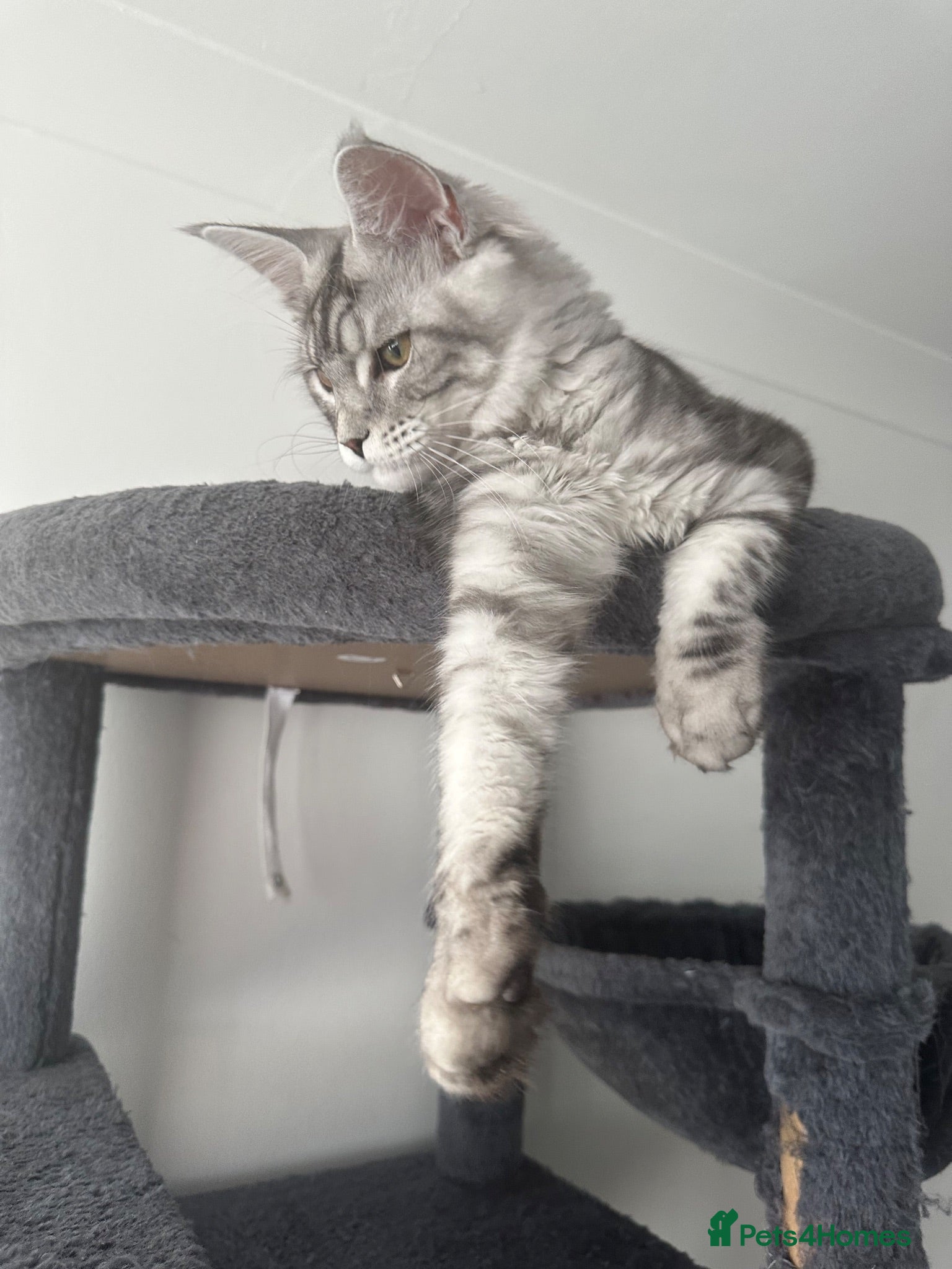 Maine Coon cats XXL Maine Coons Kittens Champion Sired  - Advert 17