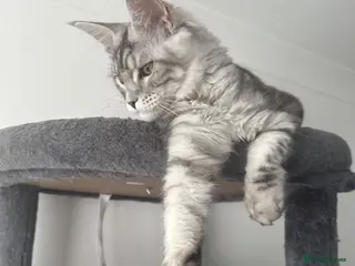 Maine Coon cats XXL Maine Coons Kittens Champion Sired - Advert 17