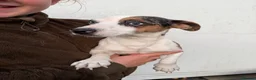 Jack Russell dogs for sale: Girl Jack Russell puppy in Ashington - Advert 8
