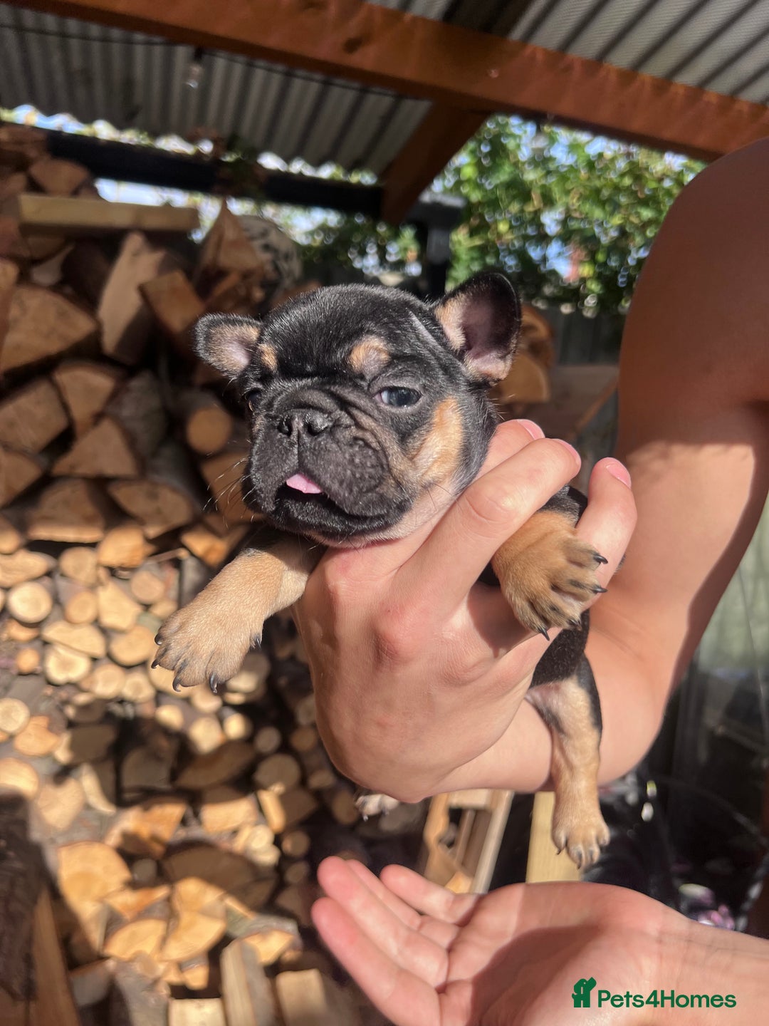 French Bulldog dogs for sale: 🐾 4 Beautiful French Bulldog Puppies 🐾 - Image 8