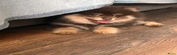 Pomeranian dogs for sale: SUPER FLUFFY Pomeranians ready to leave NOW - Advert 8