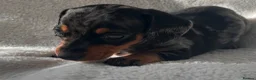 Miniature Dachshund dogs for sale: Bubbles and Oreo  - Advert 16