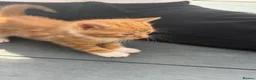 American Shorthair cats for sale: Shorthair cats  in Rochester - Advert 6